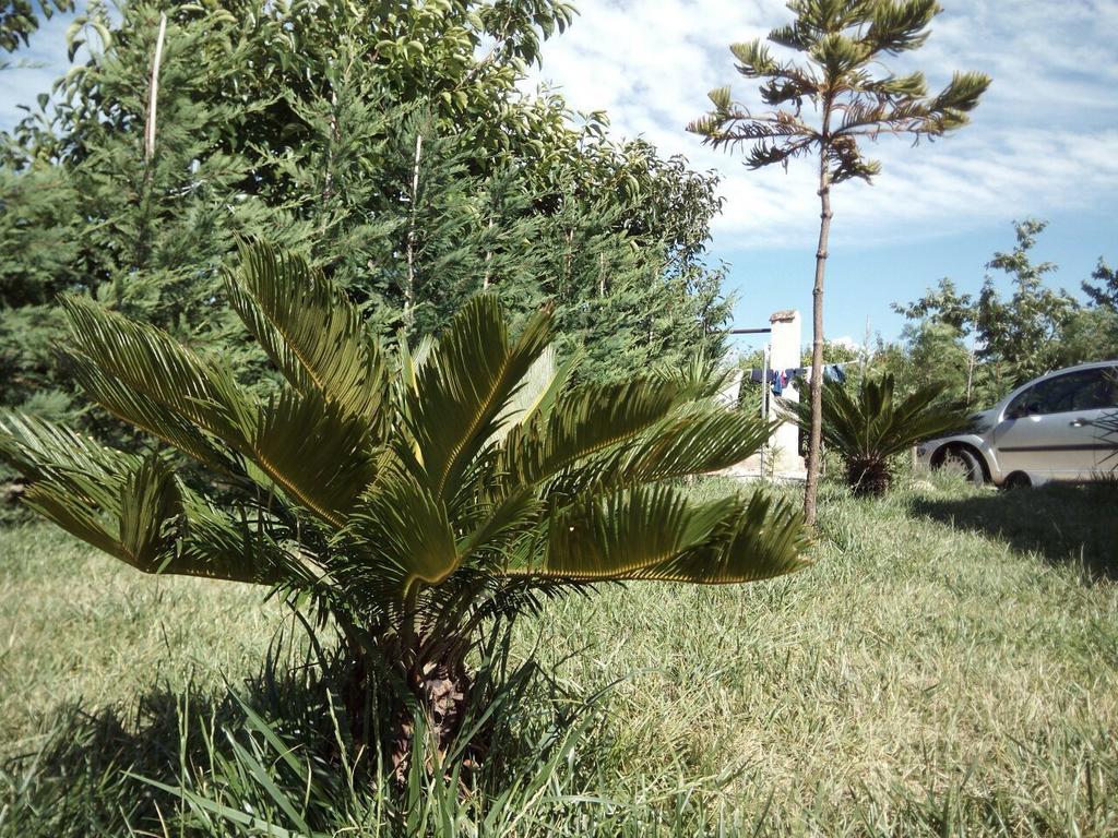 Posta Piana * Canosa di Puglia